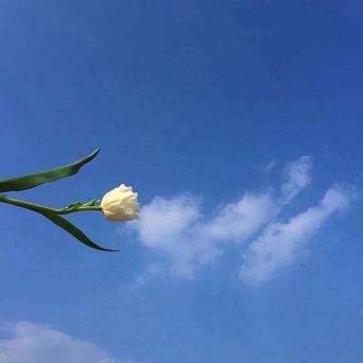 航海日记手游下载