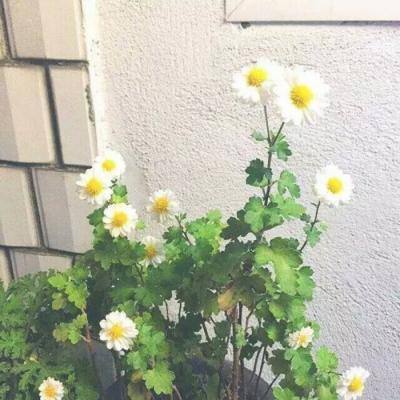 电竞杀机锁魂记百度版下载
